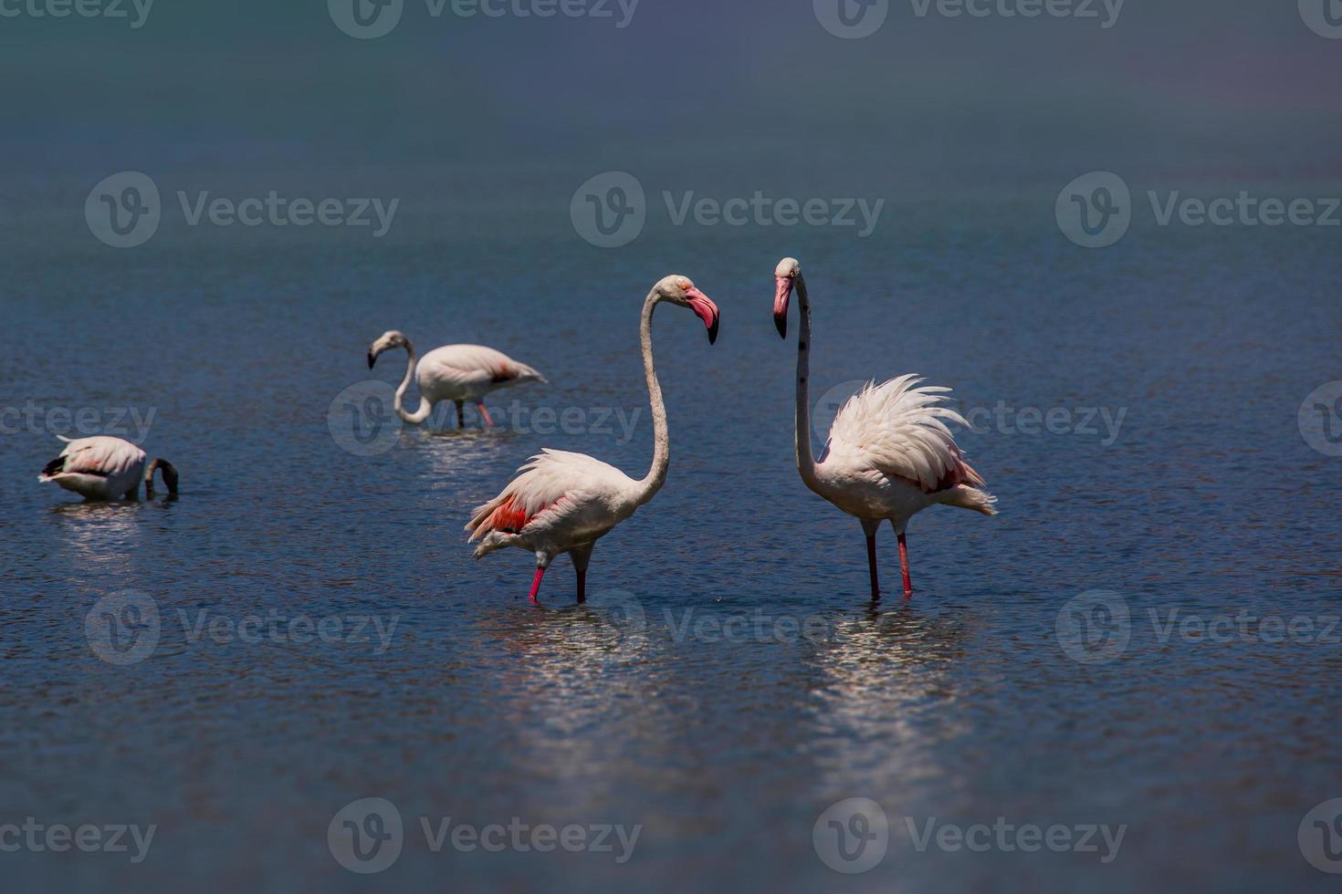 l bird white-pink flamingo on a salty blue lake in spain in calpe urban landscape photo