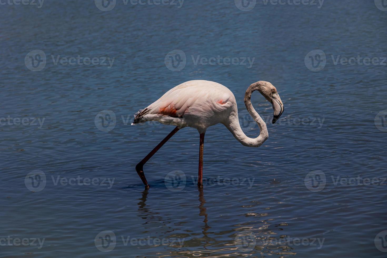 bird white-pink flamingo on a salty blue lake in calpe spain photo