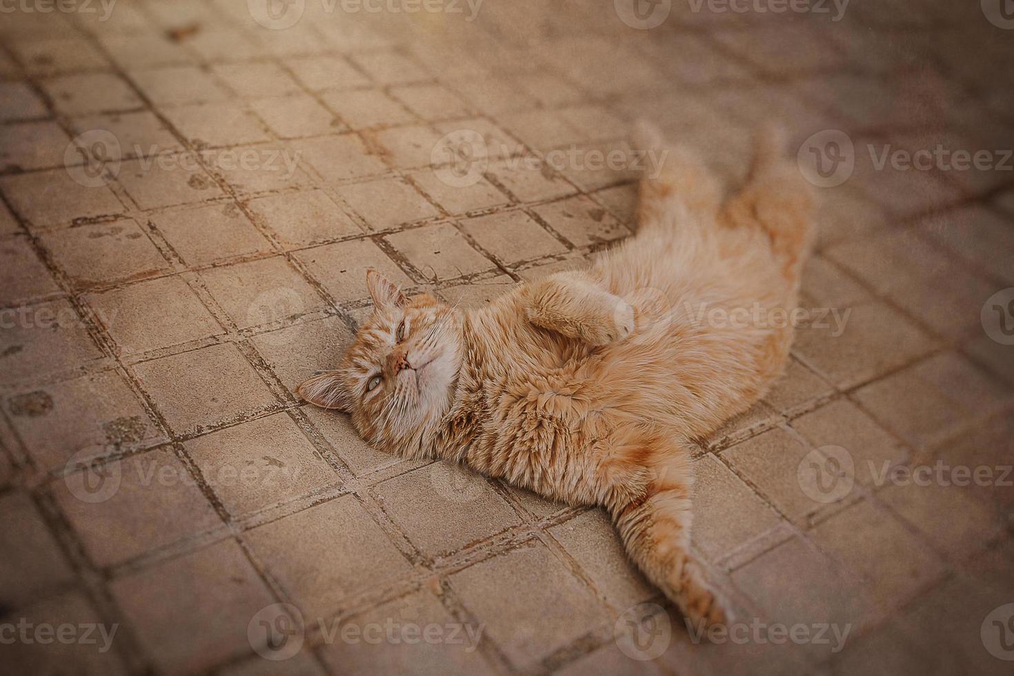 jengibre gato descansando en el hormigón pavimento en un calentar tarde foto