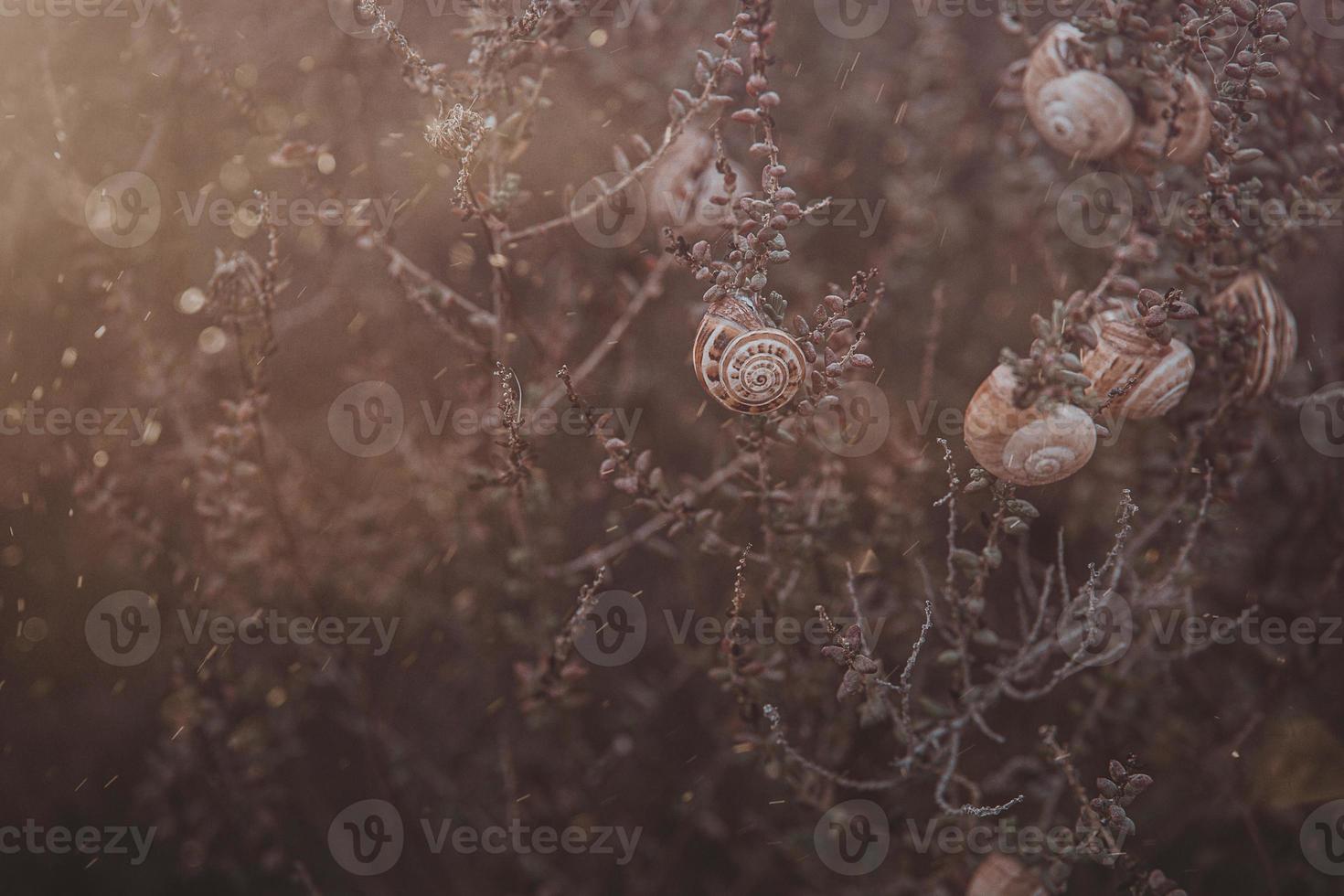 snail on a bush in an autumn day natural minimalist bokeh background photo