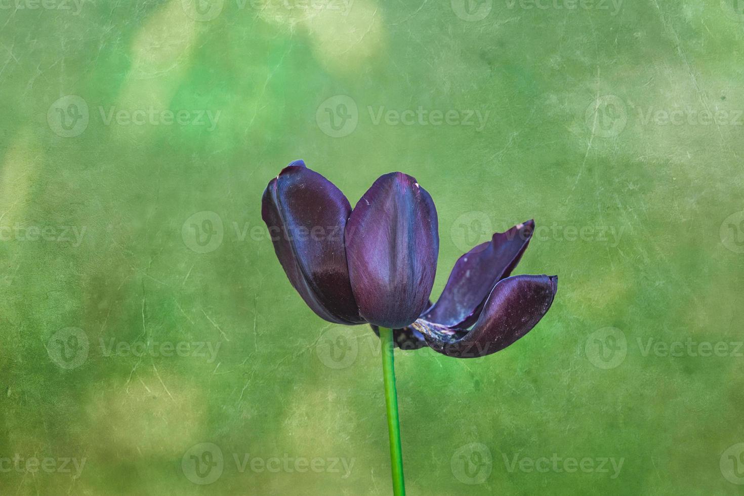 purple tulip on a green background in a summer garden photo