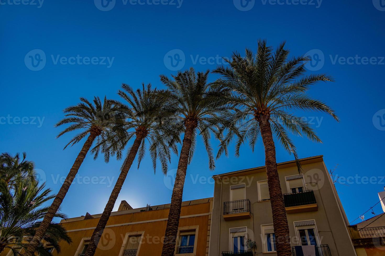 townhouses with palm trees in the city of Alicante spain against the sky photo