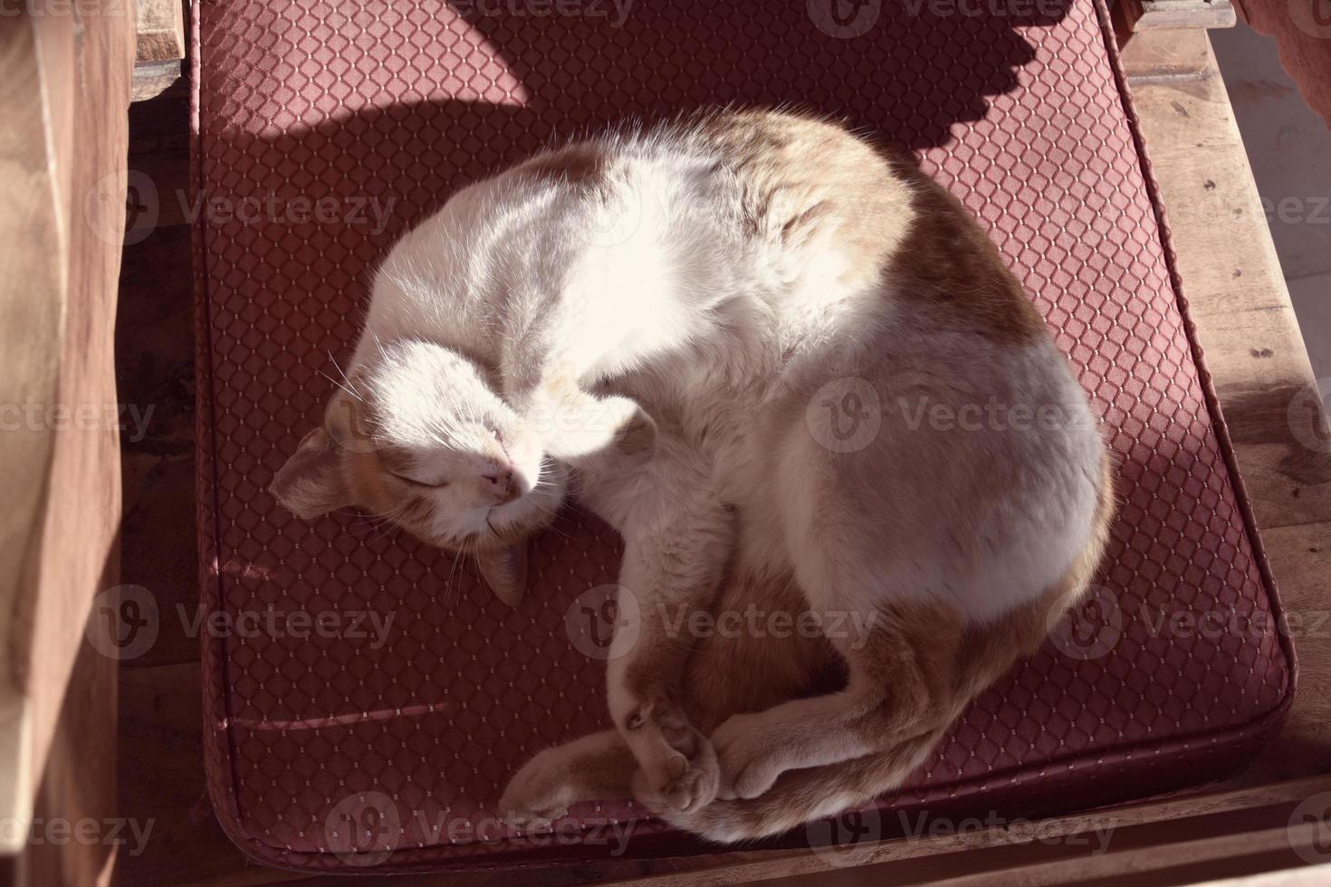 white-red cat sleeping on a chair in the warm sunshine during the day photo