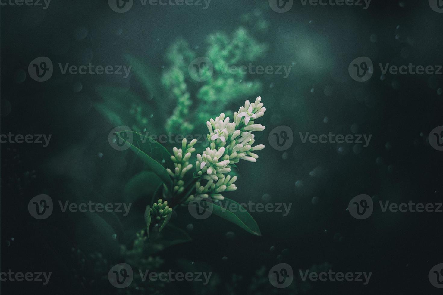 l white flower of a bush close-up against a background of green leaves in sunshine spring day in the park photo