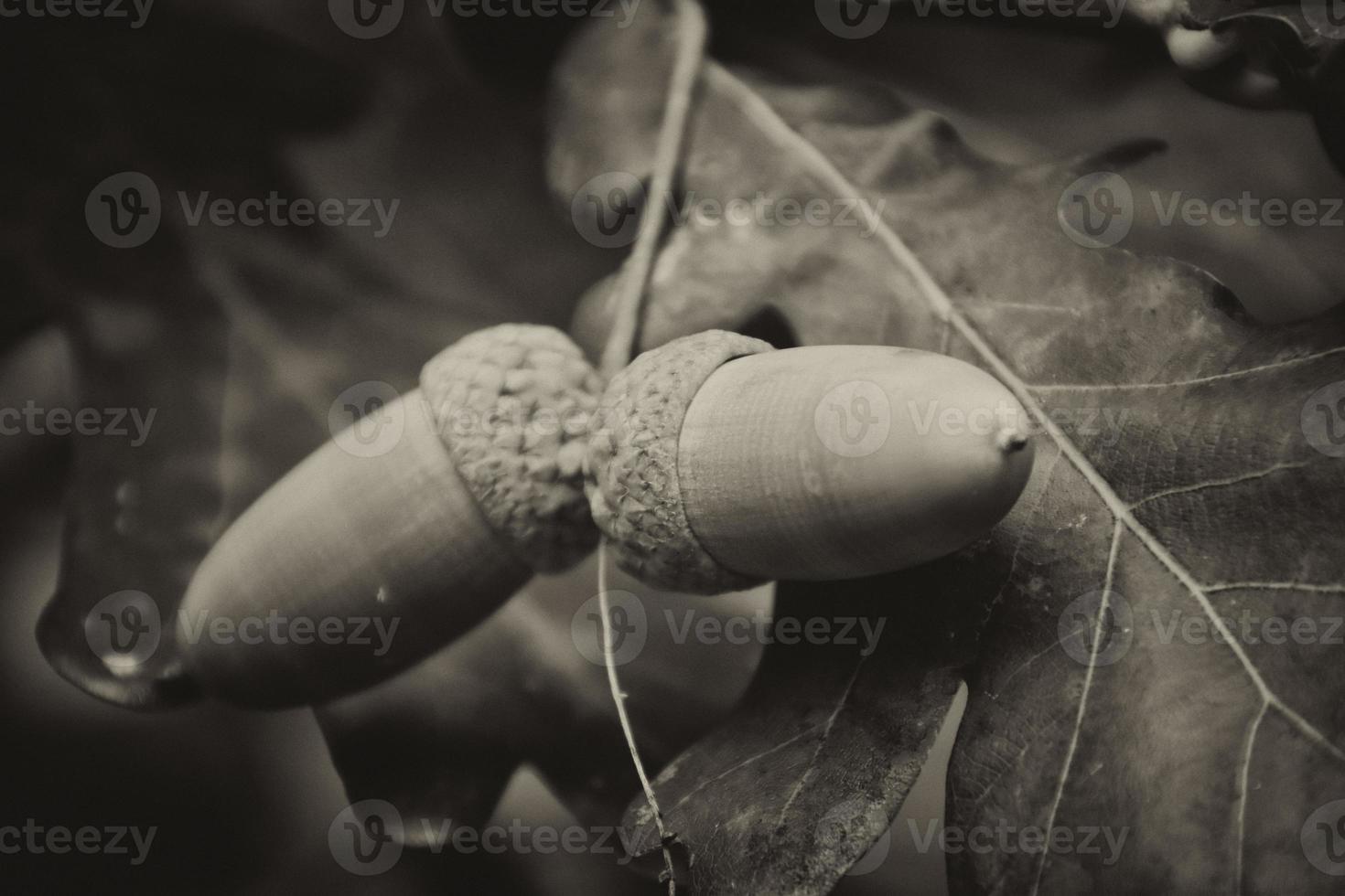 verde otoño bellotas en el rama de un roble entre el hojas foto