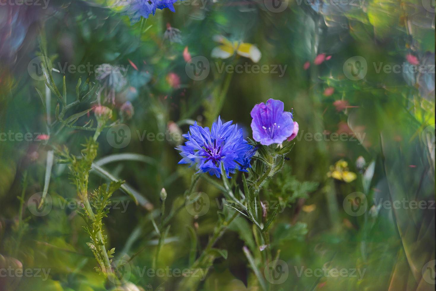 wildflowers in a meadow close-up in europe on a warm summer day photo