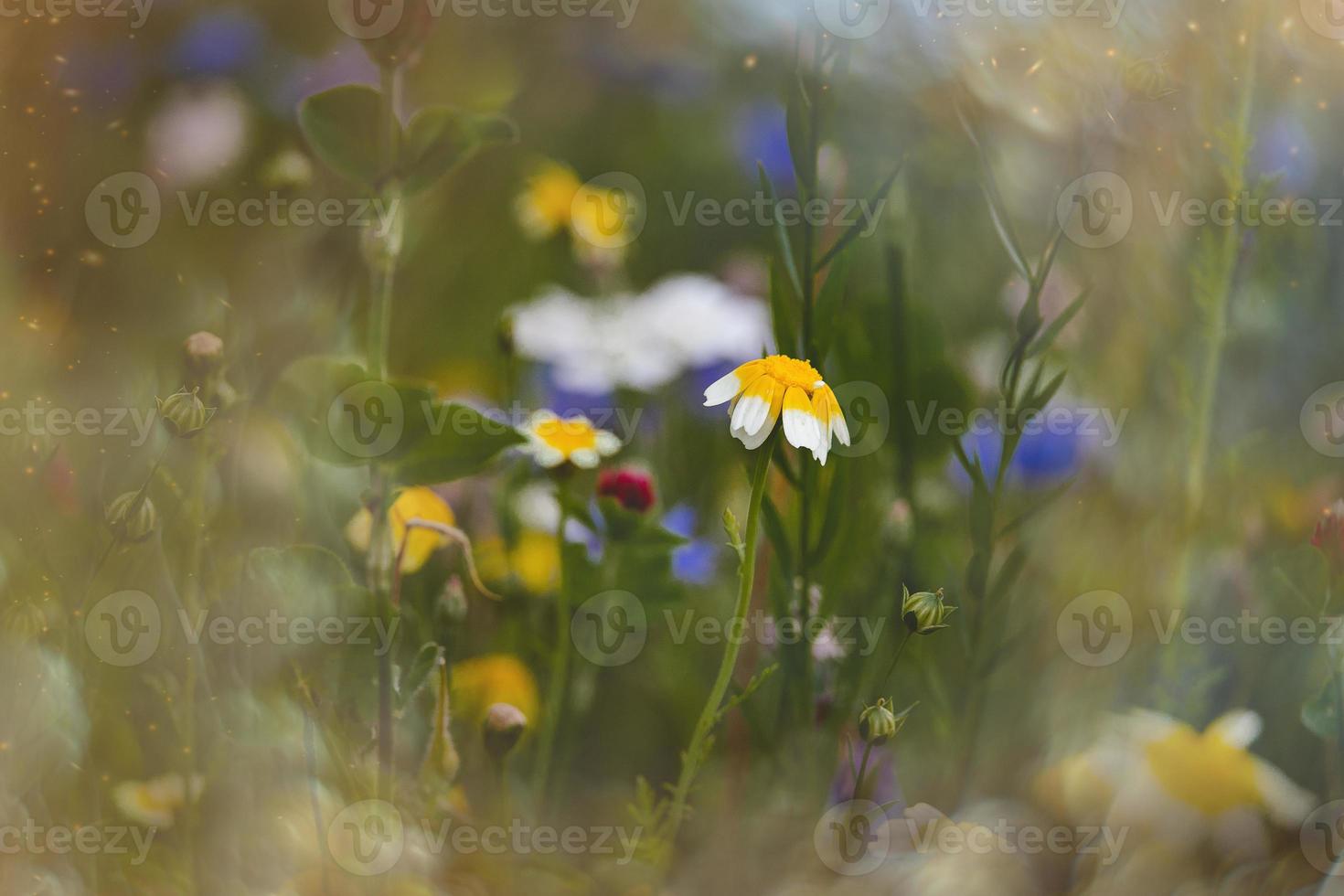 wildflowers in a meadow close-up in europe on a warm summer day photo
