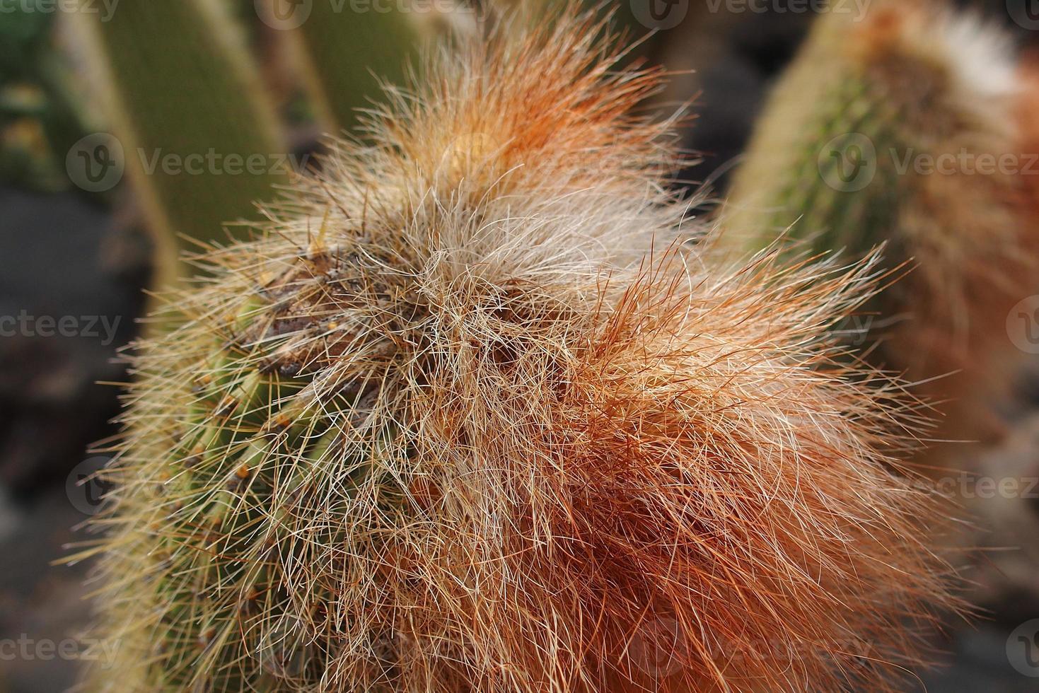 curious big green original cactus growing in the garden close up photo