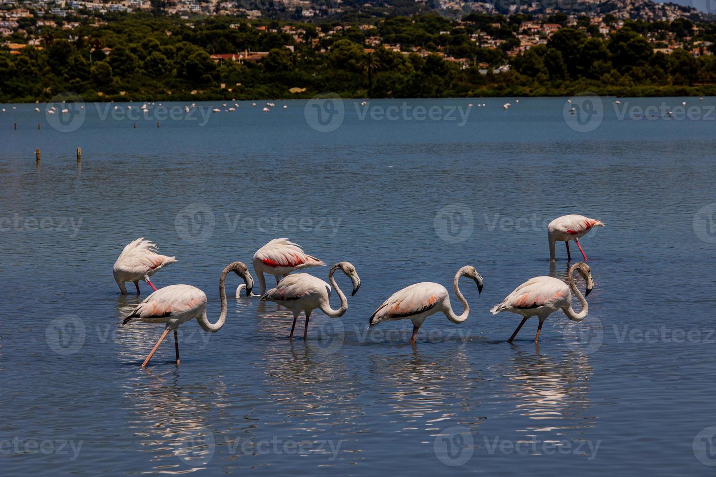 l bird white-pink flamingo on a salty blue lake in spain in calpe urban landscape photo