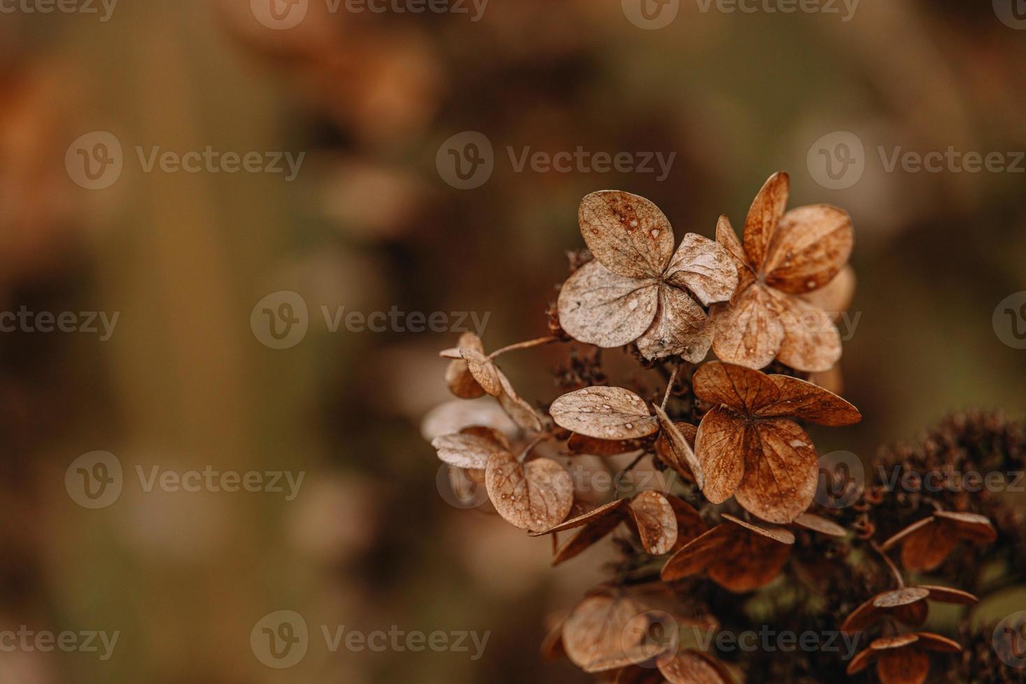 brown withered ornamental flowers in the garden on a cool autumn day photo