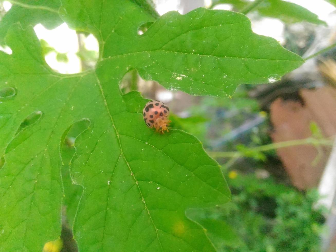 Ladybugs eat bitter gourd leaves photo