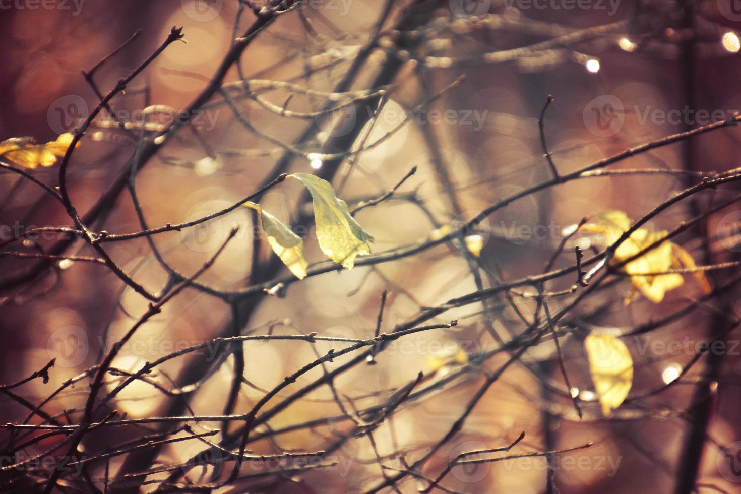 autumn branches of a tree dressed in leaves and raindrops shining in the sun photo