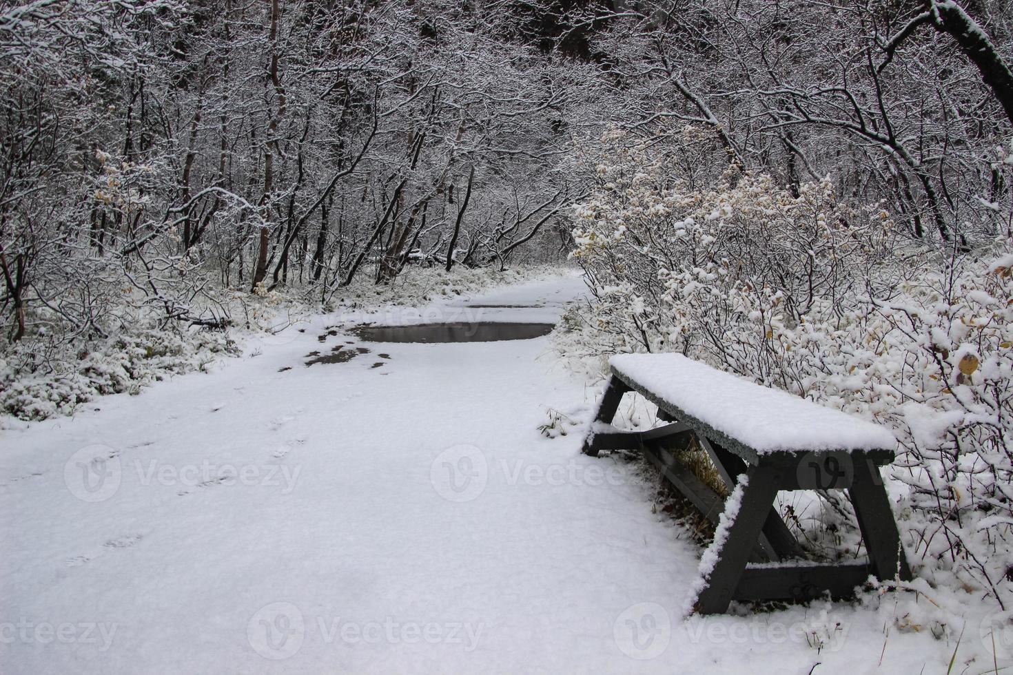 Asbyrgi Skogur road with a small snowy bank, inside the Asbyrgi Canyon. photo