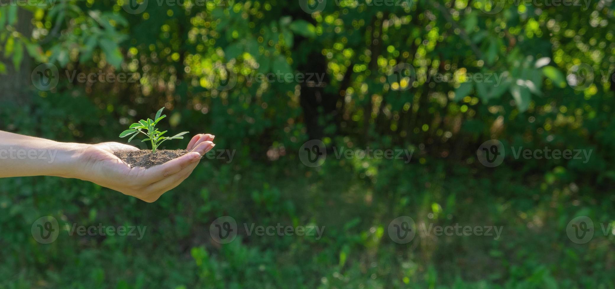 Plant in hand on a green background. Save the planet, Earth day and gardening concept photo