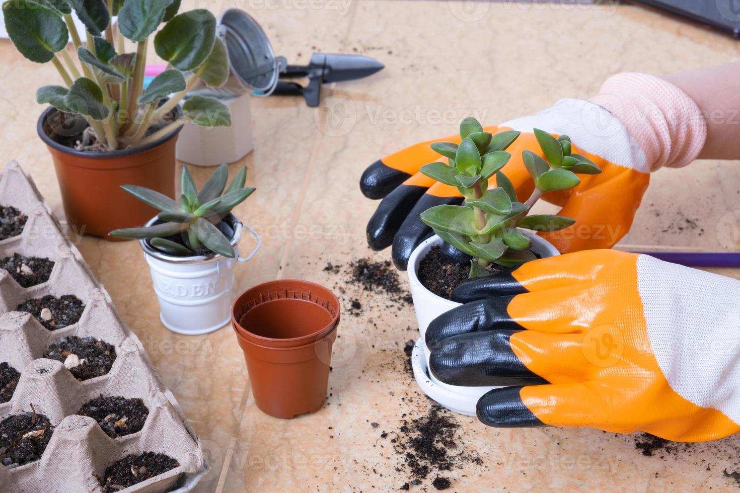 Hands in garden gloves planting succulents in new flower pots. The process of home gardening photo