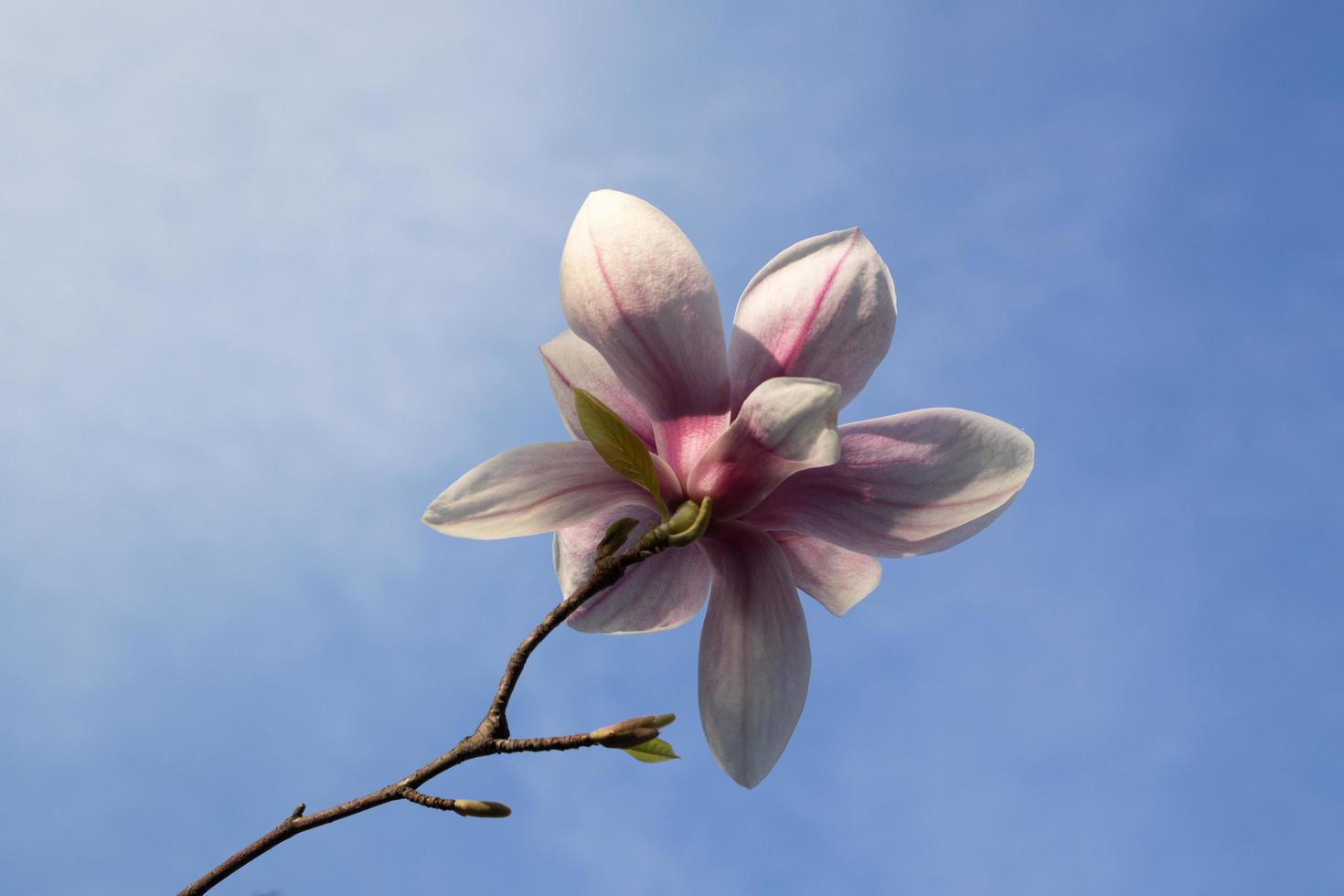 Magnolia flower on a background of blue sky with sunny spring light photo