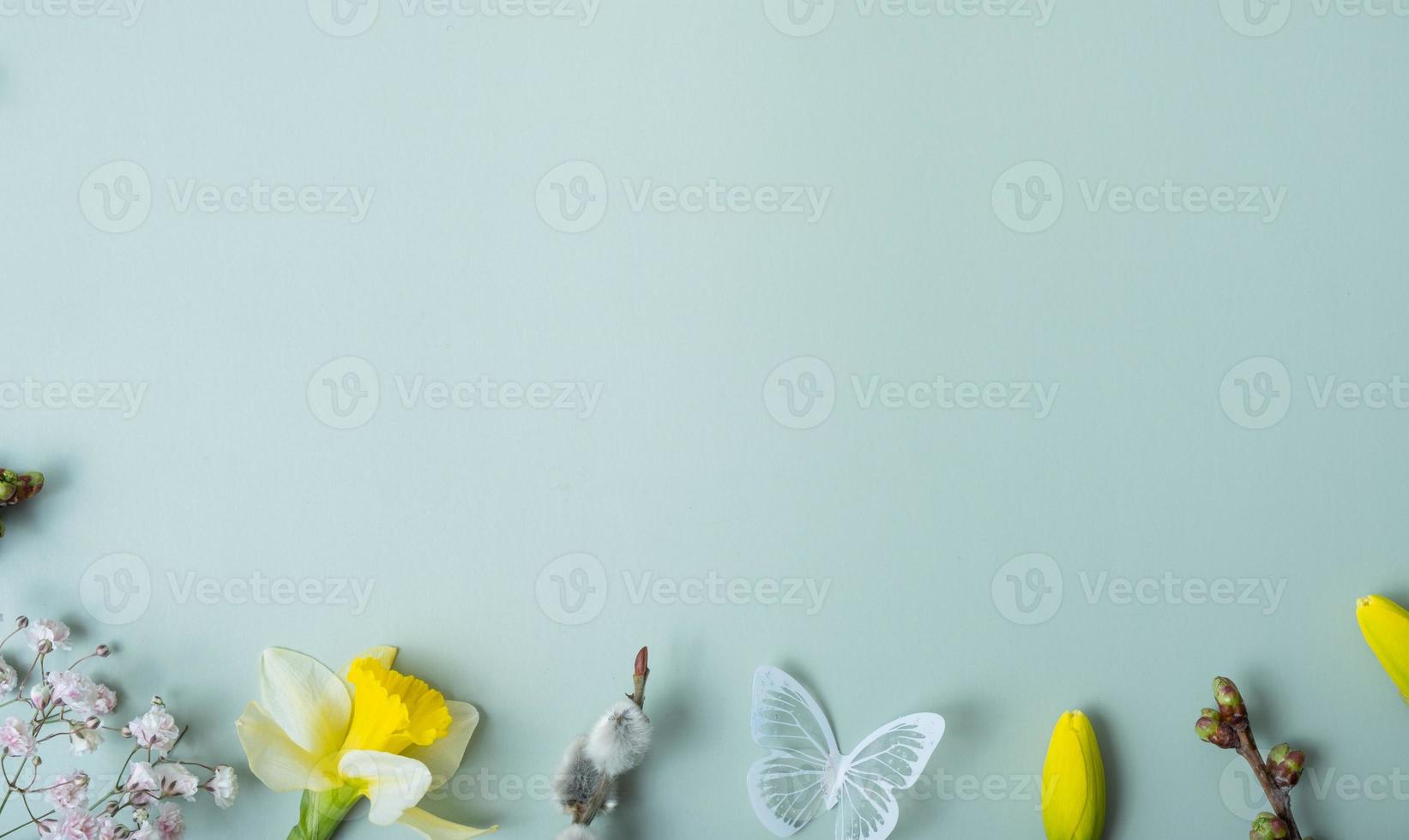 Spring flowers flat lay frame composition on colored background with copy space. Daffodils and willow with carnations top view photo