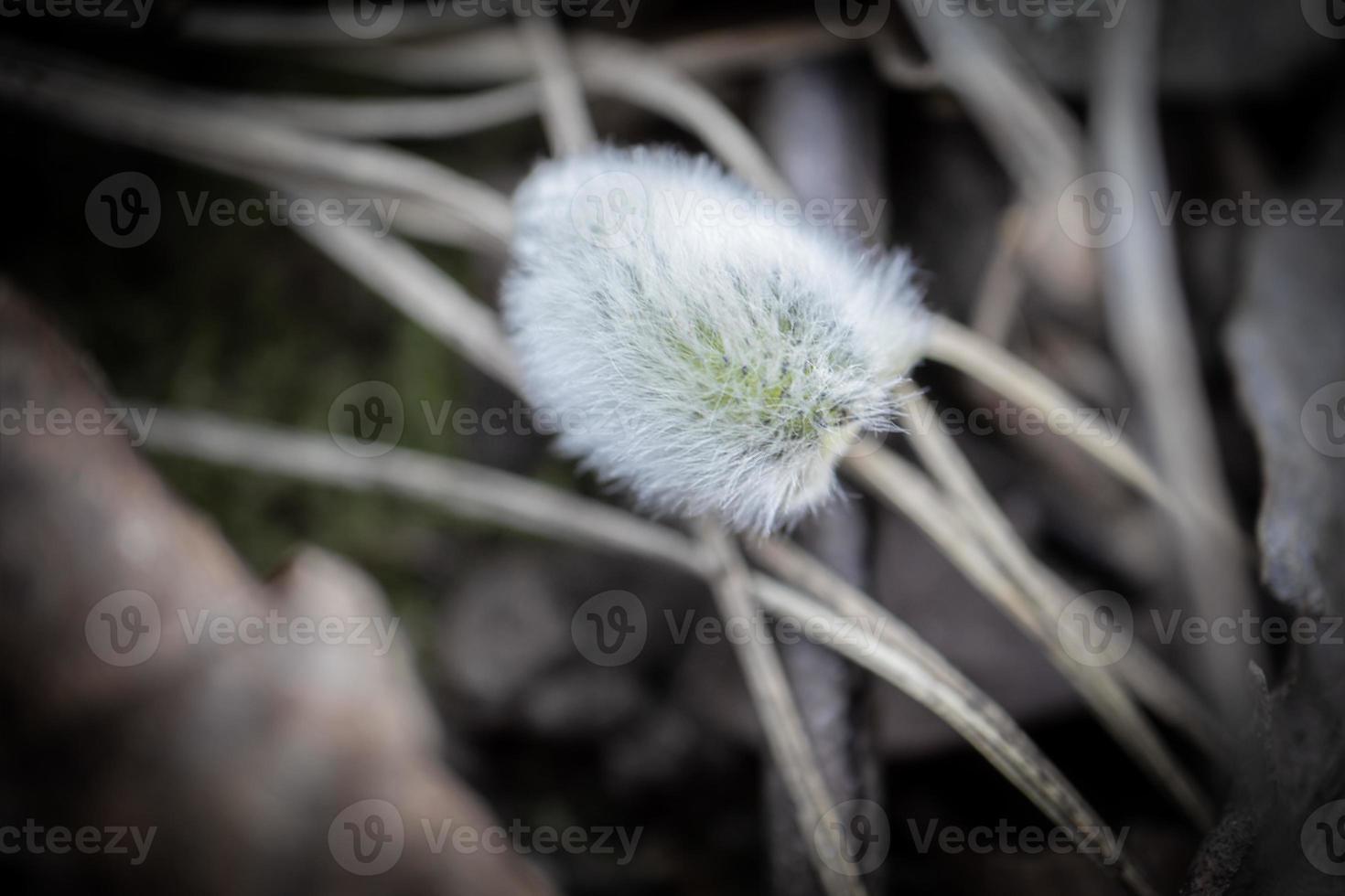 Beautiful willow fluffy bud fallen on ground covered with brown dry leaves and long pine needles photo