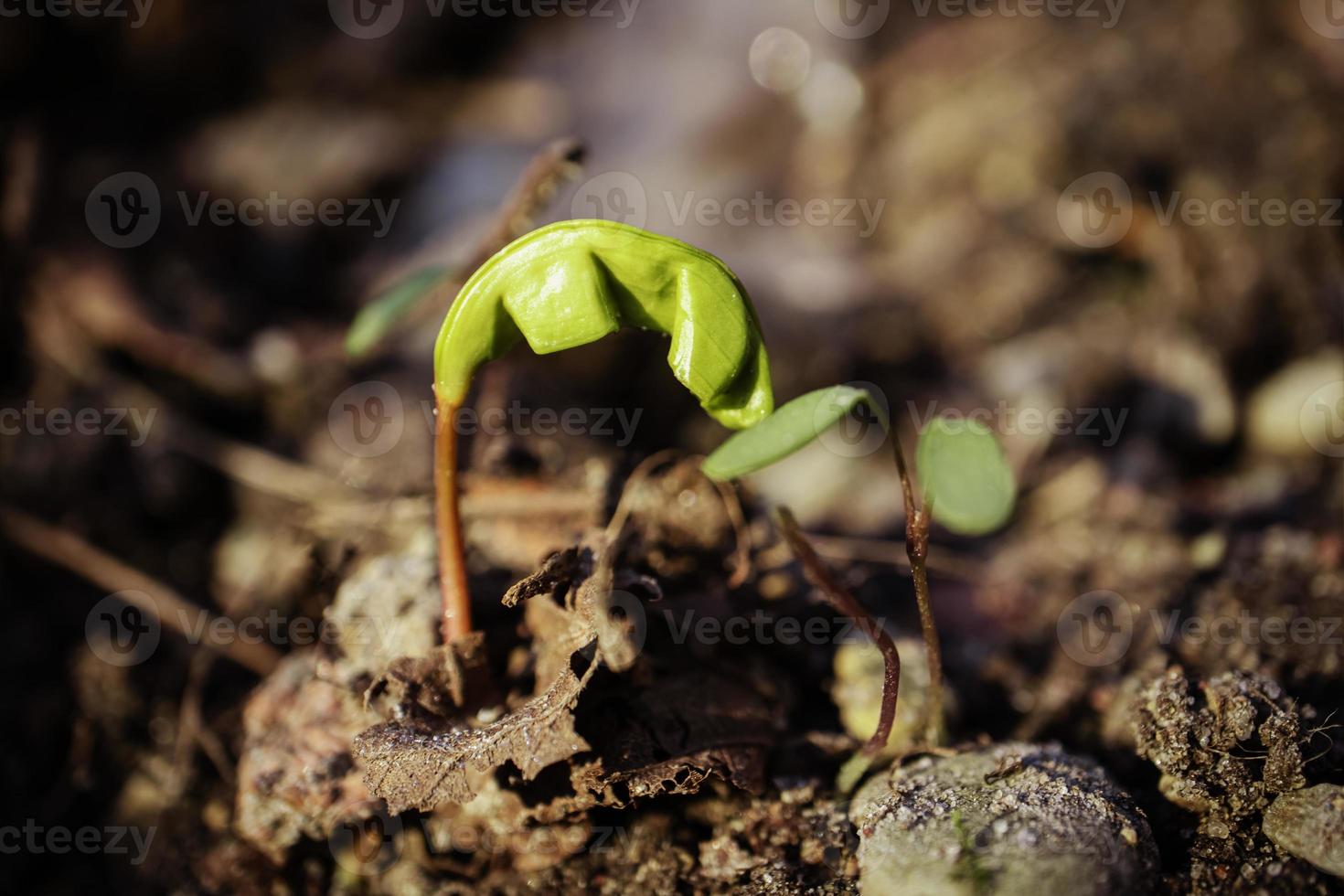 Newly born maple germination from the seed in spring green maple sprout on dry brown leaves background photo