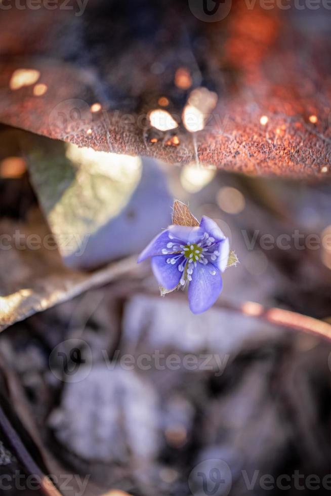 Anemone hepatica nobilis flower cup under red brown textured leaf with holes in sunset light top down view photo