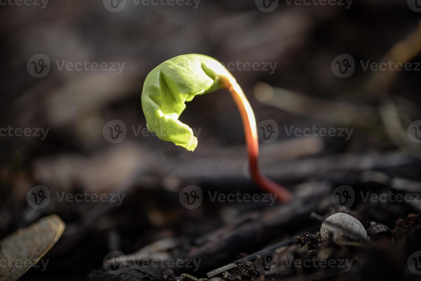 New born green maple sprout from the seed in spring on dry brown leaves background in bright sunset bokeh photography photo