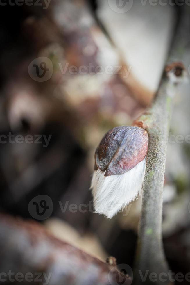 New willow fluffy bud opening up on a branch on forest ground covered with brown dry brown leaves needles photo