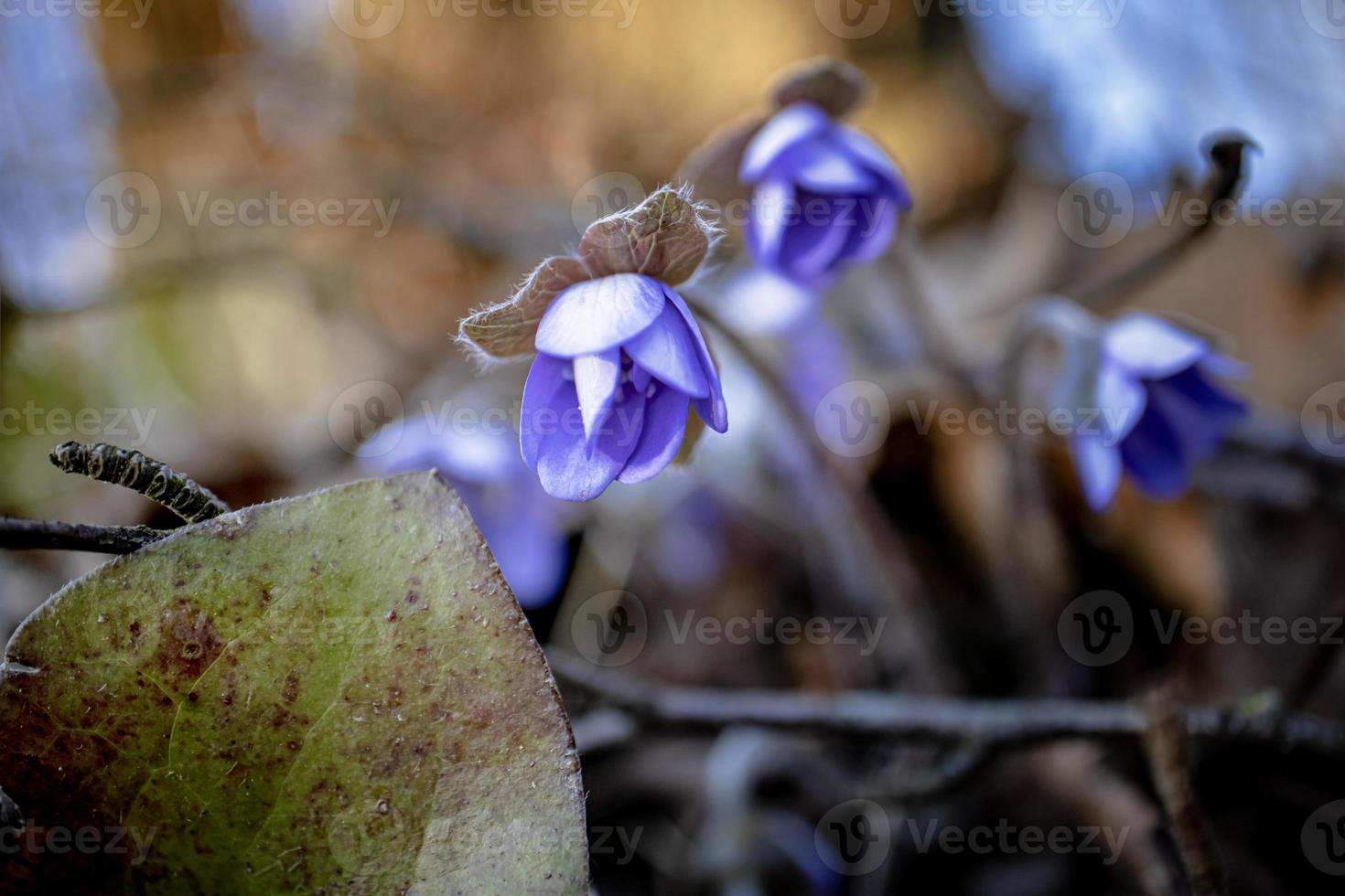 Anemone Hepatica nobilis blooms with blue flowers against the background of dry brown tree leaves in soft light front view photo