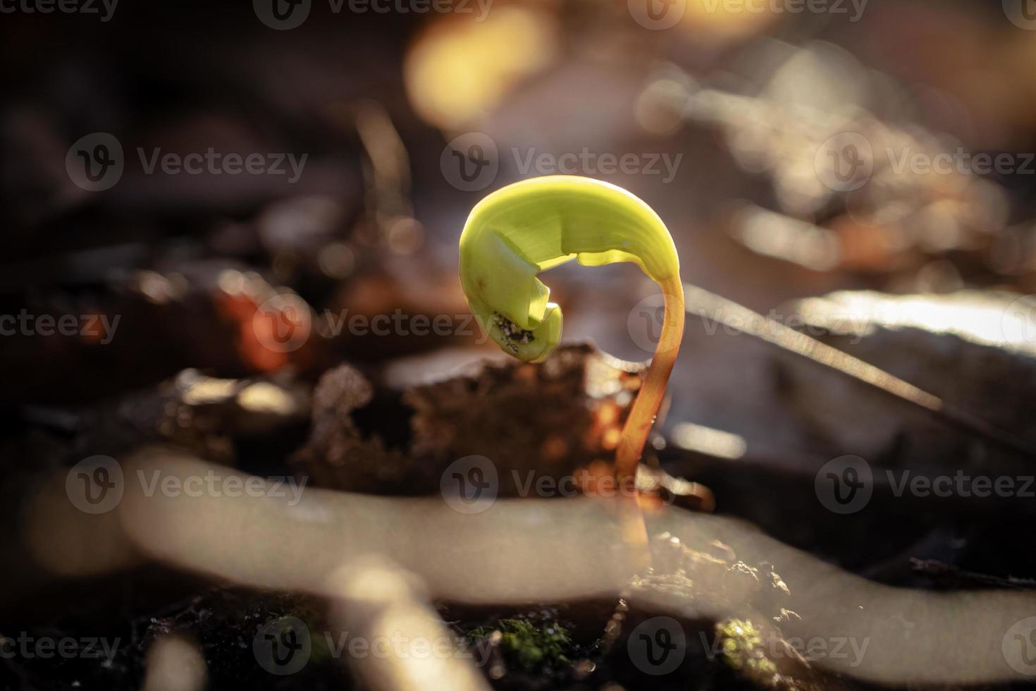 New born green maple sprout from the seed in spring on dry brown leaves background in sunset light bokeh photography photo