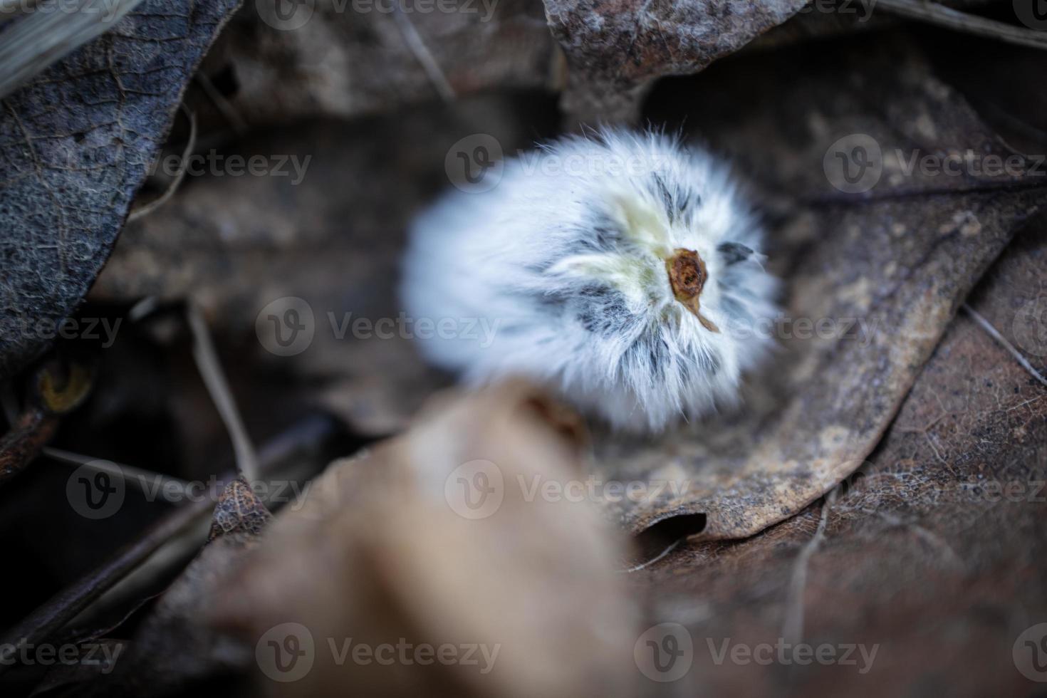 Beautiful willow fluffy bud fallen on ground covered with brown dry leaves photo