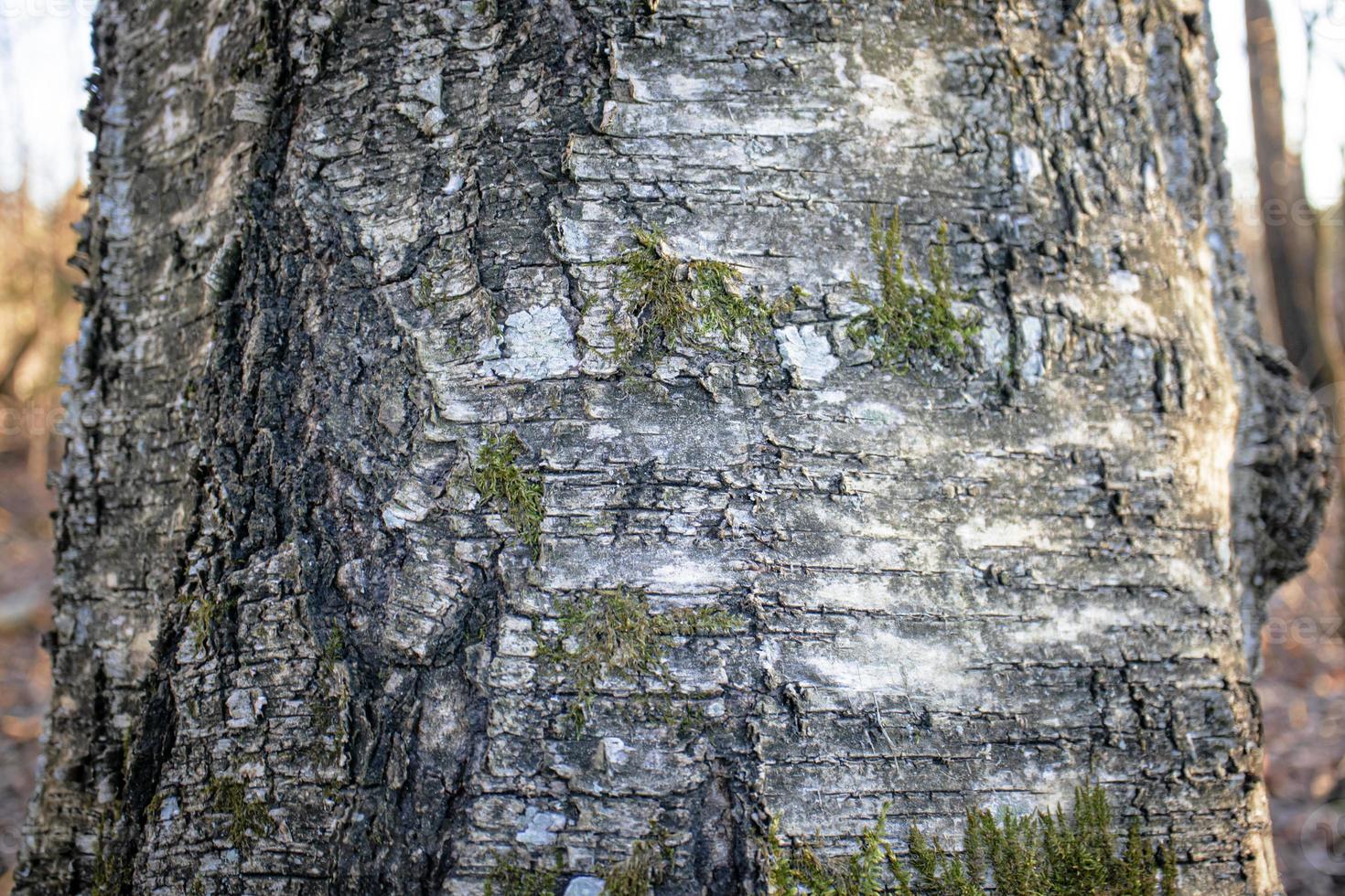 Gray spotted and cracked natural texture tree bark surface with small green moss pieces on sunset forest background photo