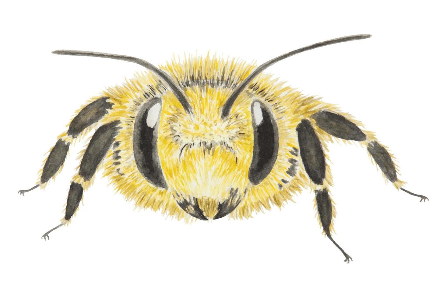 mano dibujado acuarela ilustración de amarillo abeja vector