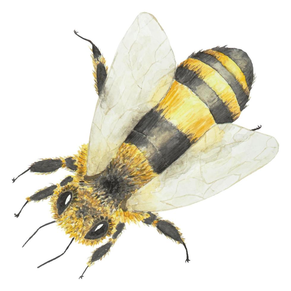 acuarela mano dibujado abeja y miel aislado en blanco antecedentes vector