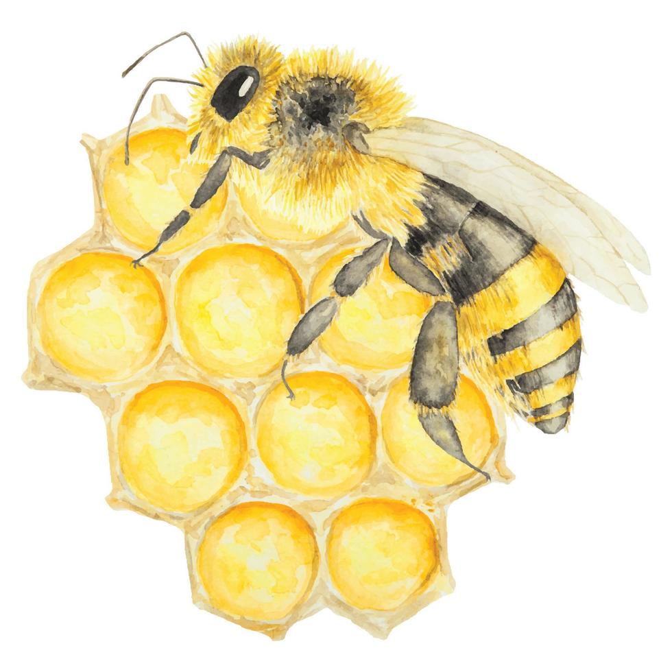 acuarela mano dibujado abeja y miel aislado en blanco antecedentes vector