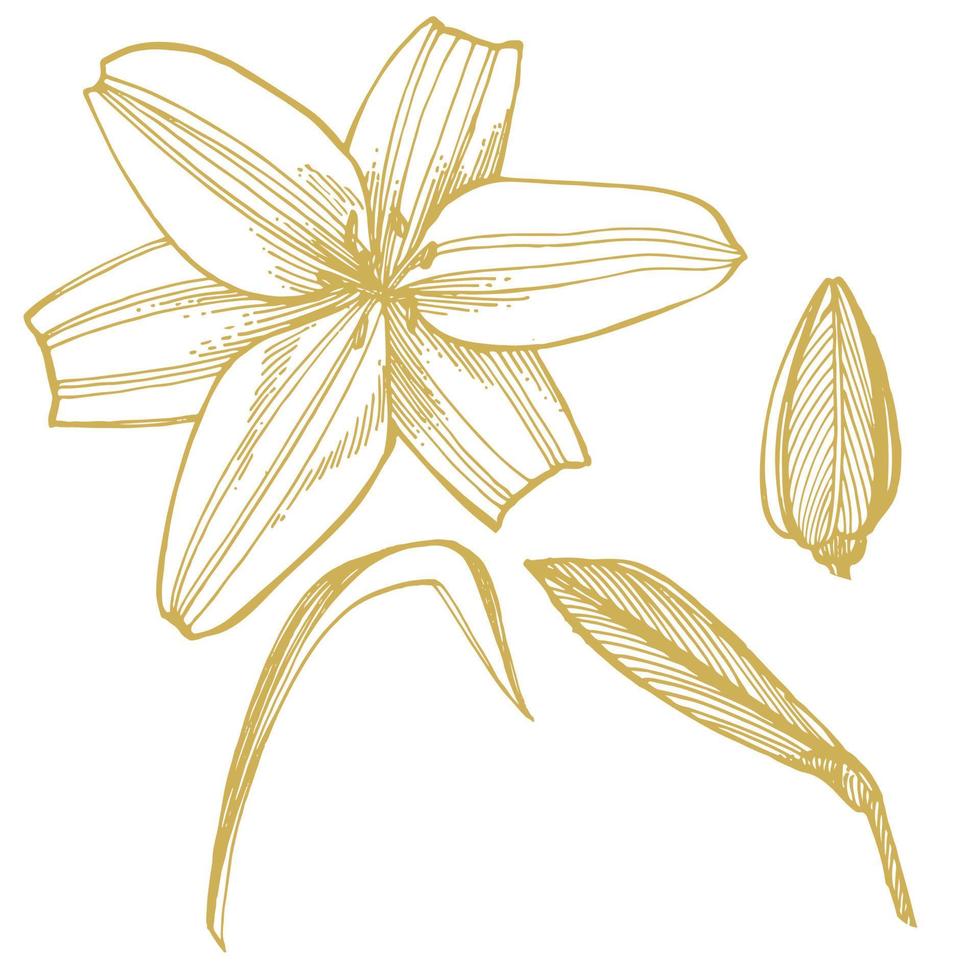 Lily flowers. Botanical illustration. Good for cosmetics, medicine, treating, aromatherapy, nursing, package design, field bouquet Hand drawn wild hay flowers vector