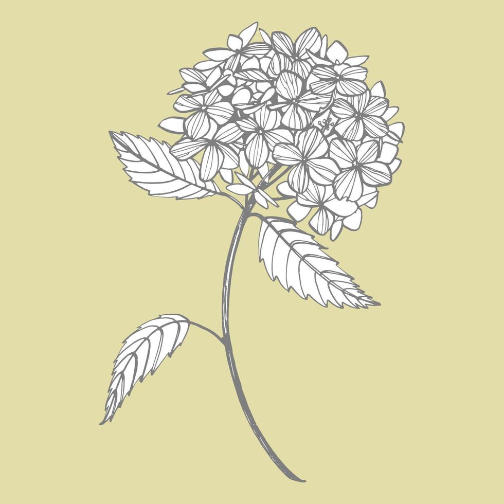 Hydrangea graphic illustration in vintage style. Flowers drawing and sketch with line-art on white backgrounds. Botanical plant illustration. Handwritten abstract text vector