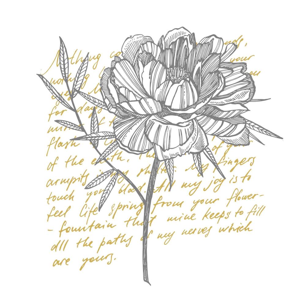 Peony flower and leaves drawing. Hand drawn engraved floral set. Botanical illustrations. Great for tattoo, invitations, greeting cards vector