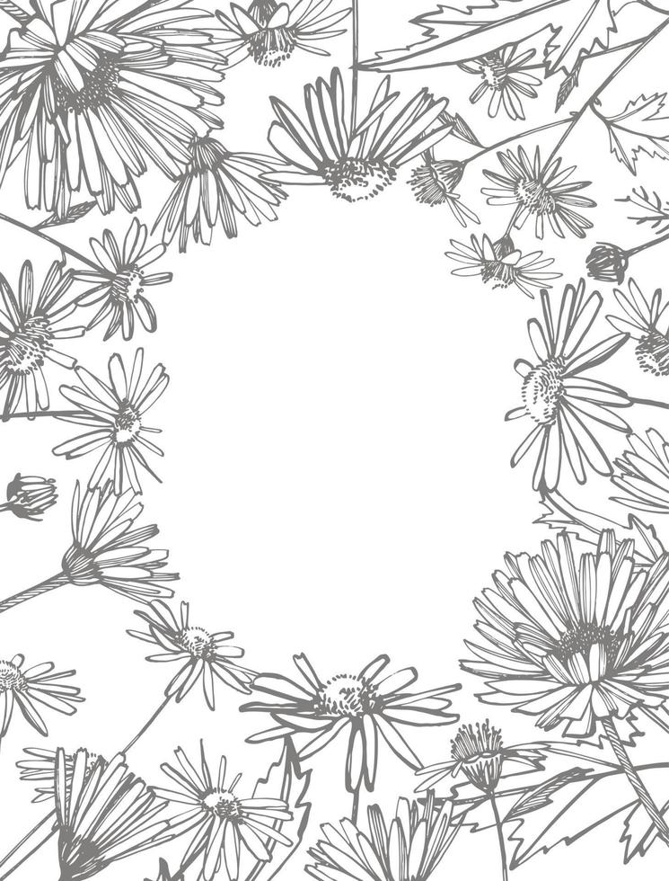 Chamomile. Collection of hand drawn flowers and plants. Botany. Set. Vintage flowers. Black and white illustration in the style of engravings. vector