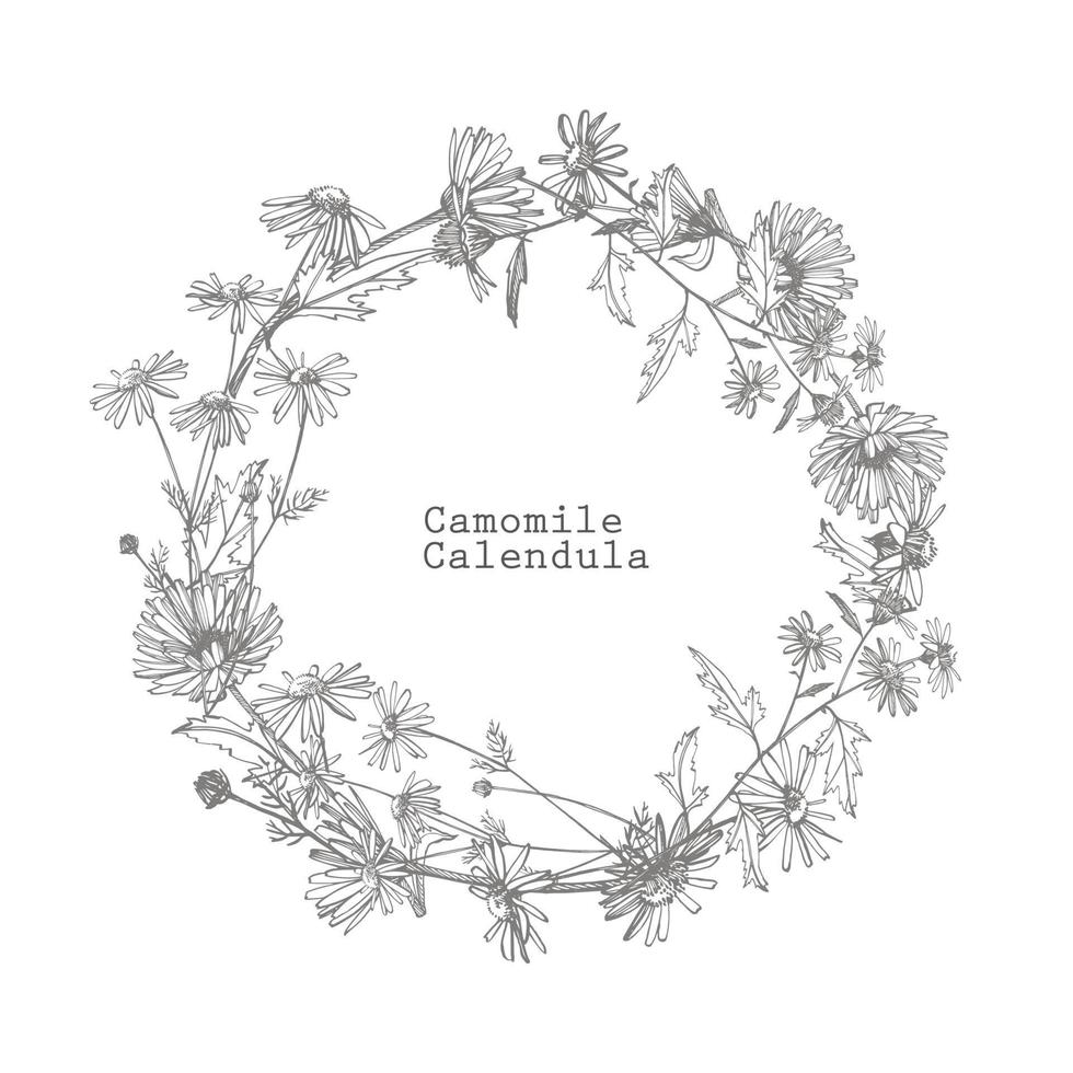 Chamomile. Collection of hand drawn flowers and plants. Botany. Set. Vintage flowers. Black and white illustration in the style of engravings. vector