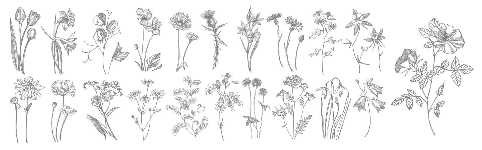 colección de mano dibujado flores y hierbas. botánico planta ilustración. Clásico medicinal hierbas bosquejo conjunto de tinta mano dibujado médico hierbas y plantas bosquejo vector