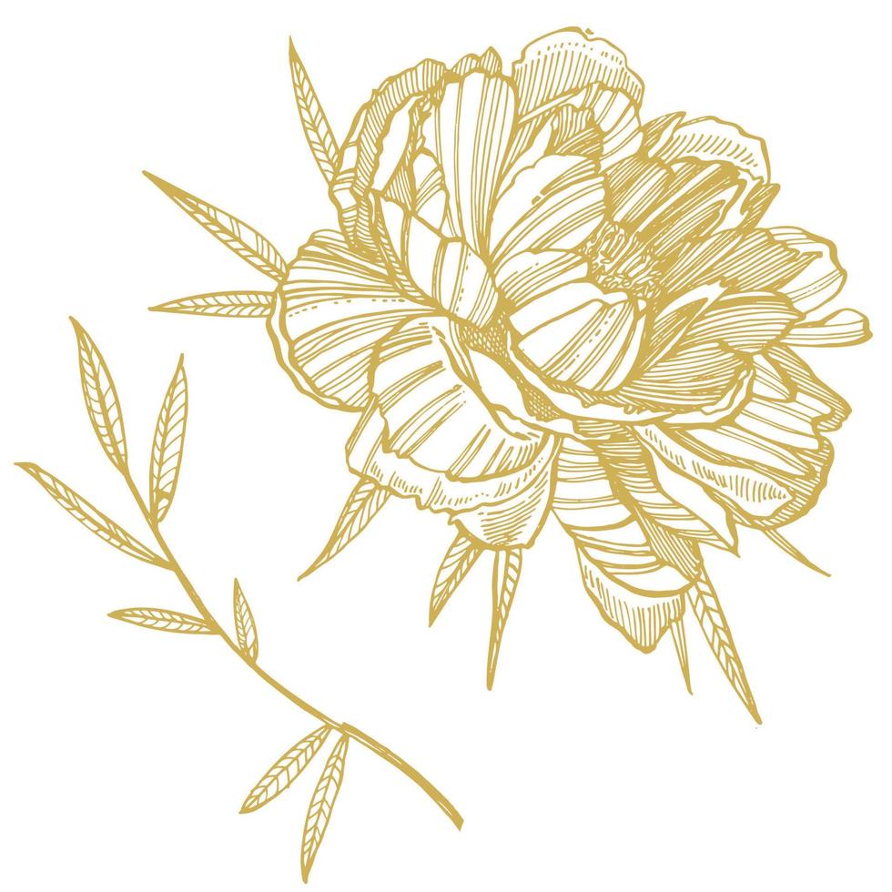 Peony flower and leaves drawing. Hand drawn engraved floral set. Botanical illustrations. Great for tattoo, invitations, greeting cards vector