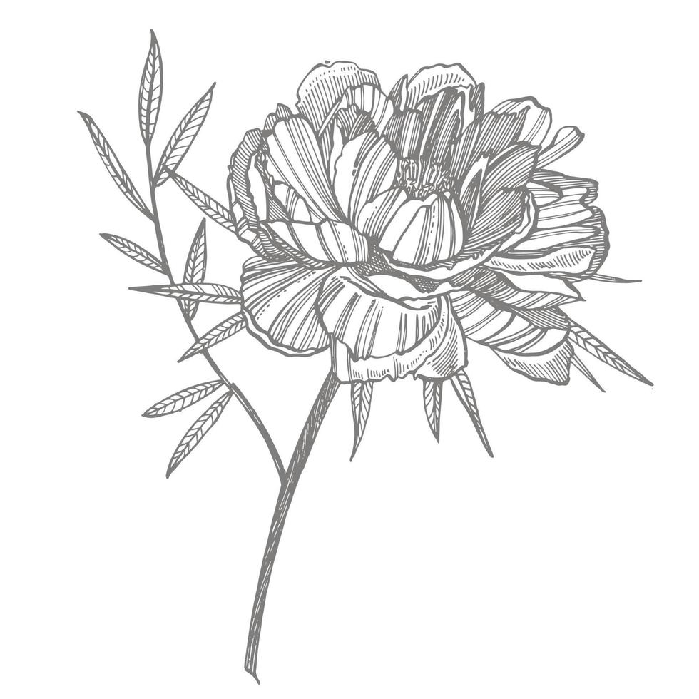Peony flower and leaves drawing. Hand drawn engraved floral set. Botanical illustrations. Great for tattoo, invitations, greeting cards vector