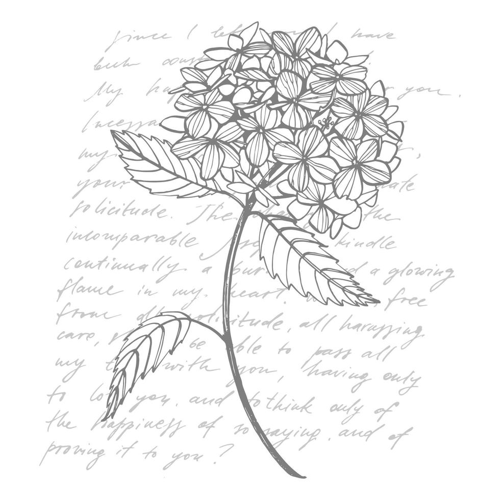Hydrangea graphic illustration in vintage style. Flowers drawing and sketch with line-art on white backgrounds. Botanical plant illustration vector