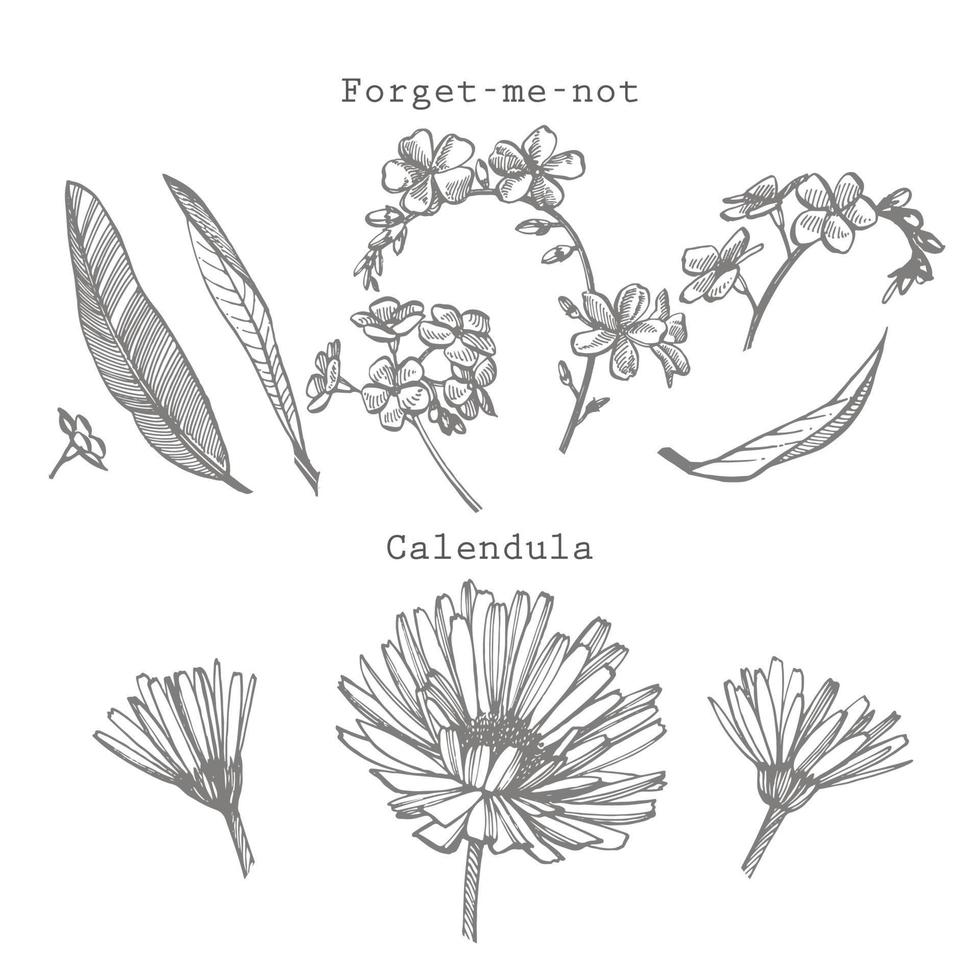 Forget-me-not and Calendula flowers. Botanical illustration. Good for cosmetics, medicine, treating, aromatherapy, nursing, package design, field bouquet. Hand drawn wild hay flowers. vector