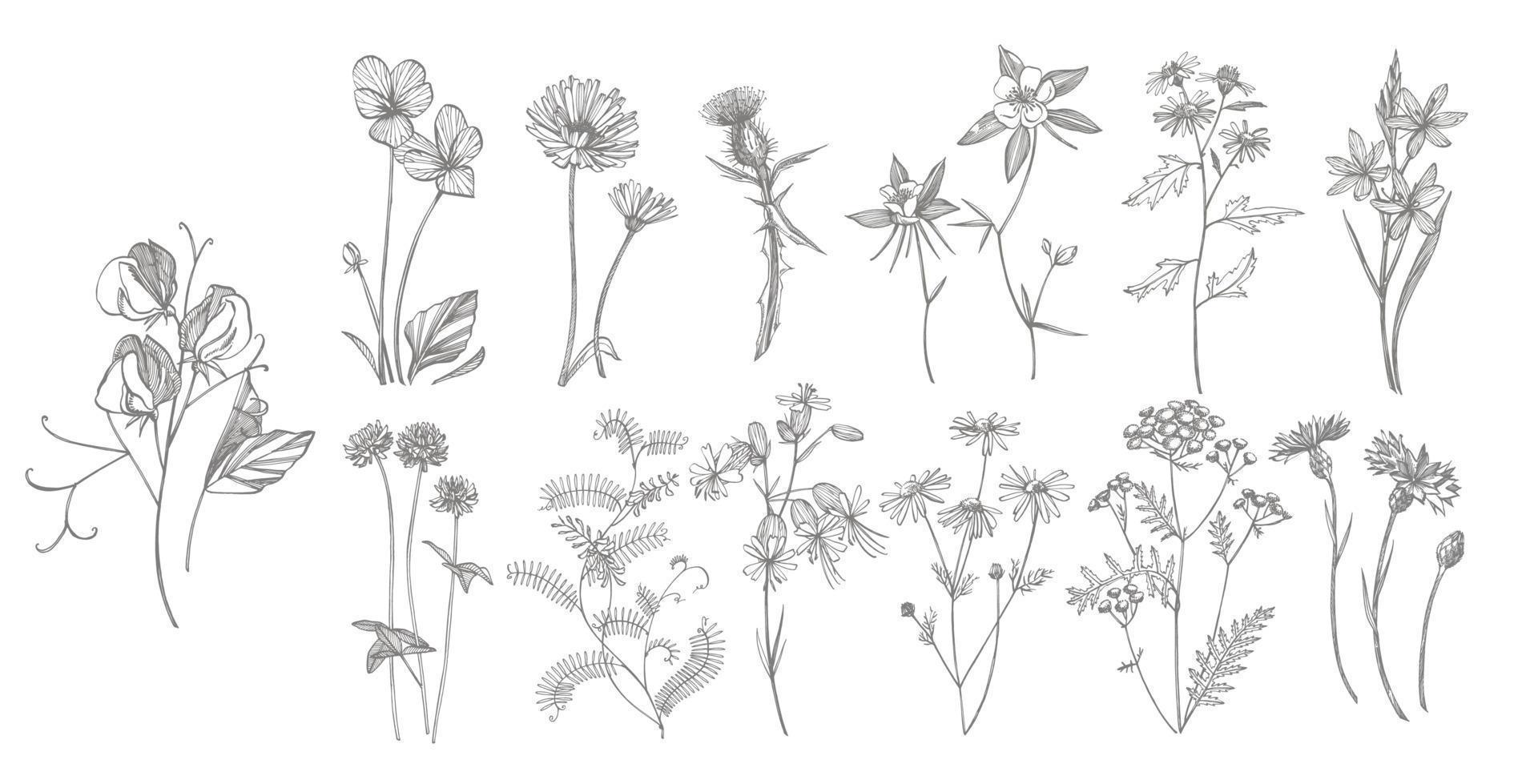 Collection of hand drawn flowers and herbs. Botanical plant illustration. Vintage medicinal herbs sketch set of ink hand drawn medical herbs and plants sketch vector