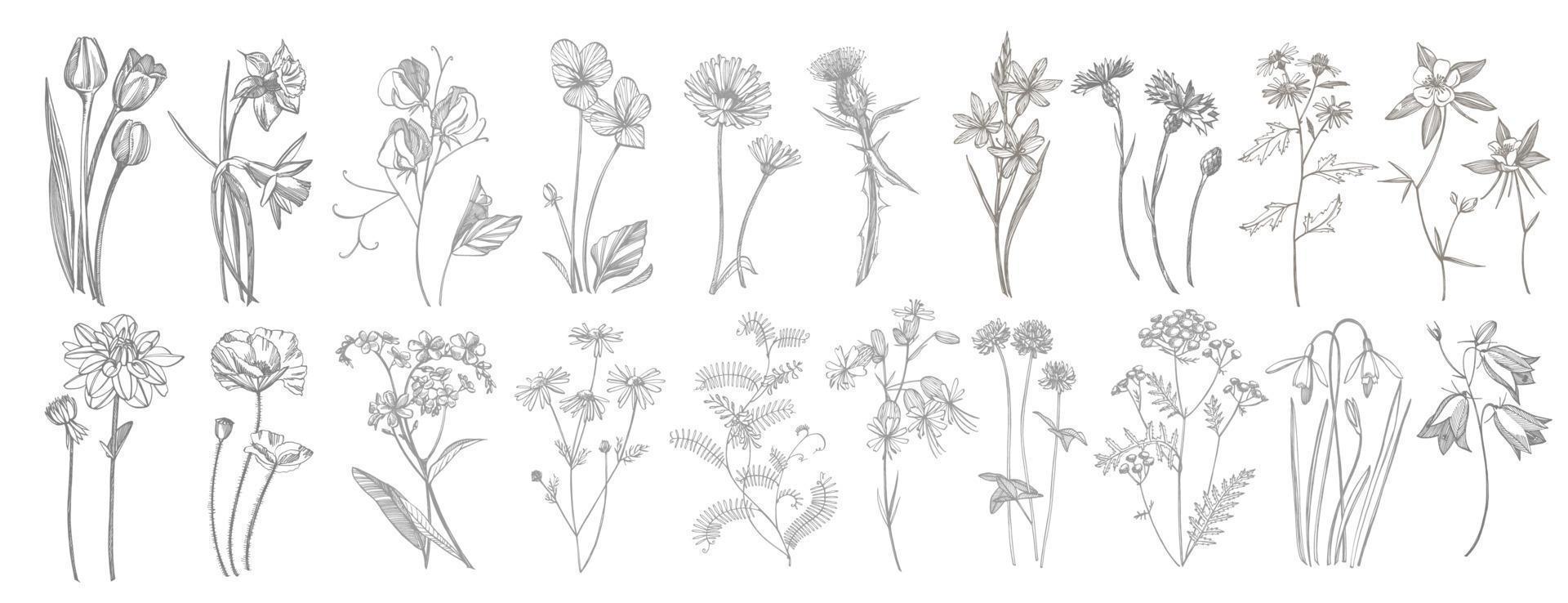 Collection of hand drawn flowers and herbs. Botanical plant illustration. Vintage medicinal herbs sketch set of ink hand drawn medical herbs and plants sketch vector