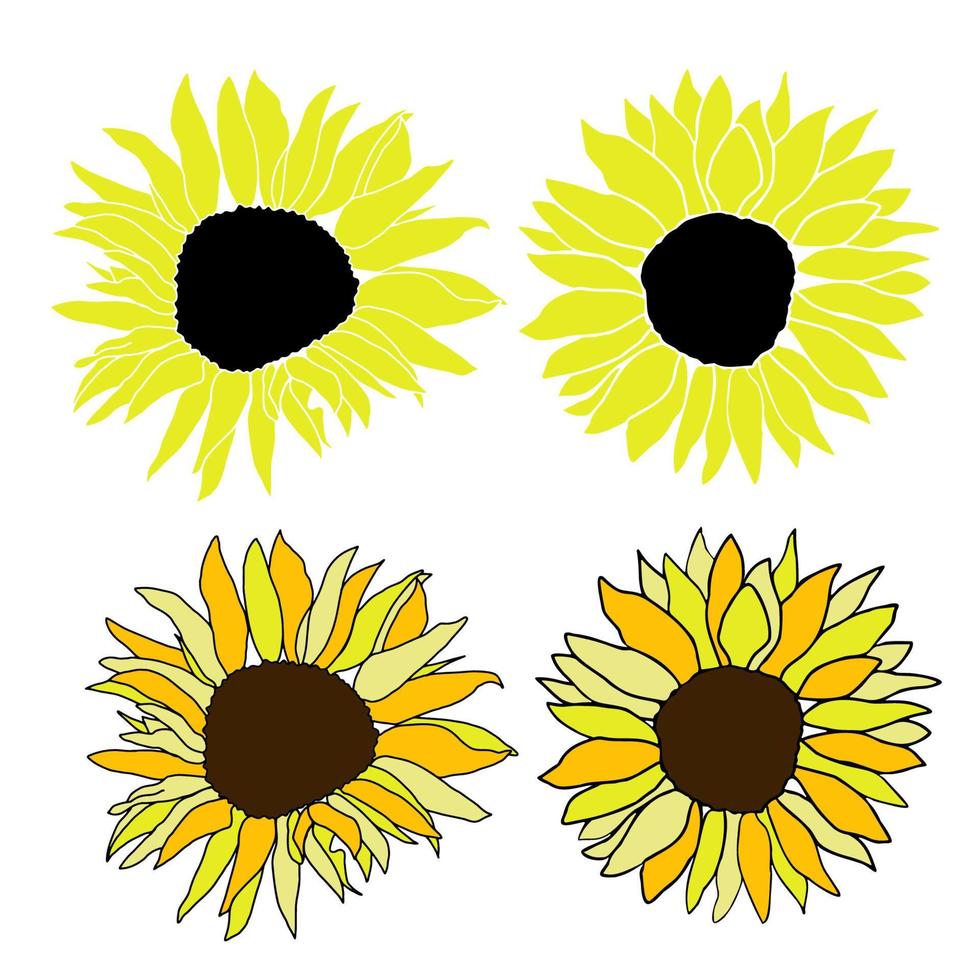 Sunflower head flower hand drawn vector