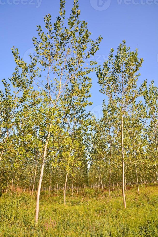 Trees in the forest photo