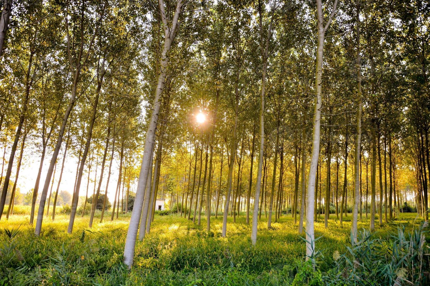 Trees in the forest photo