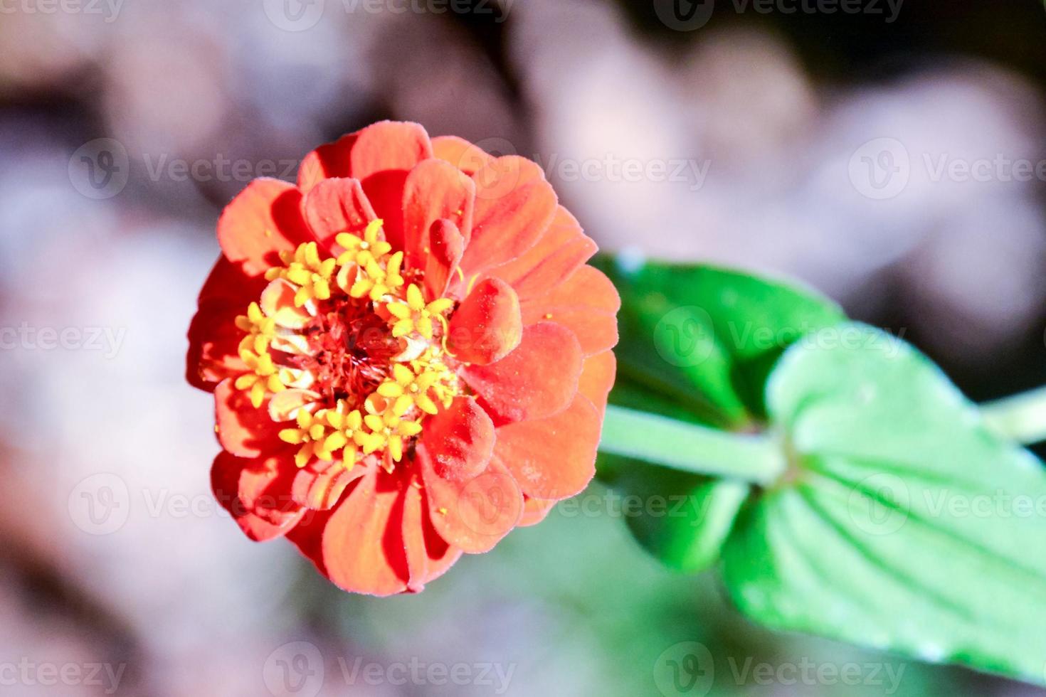 Colourful flower close up photo