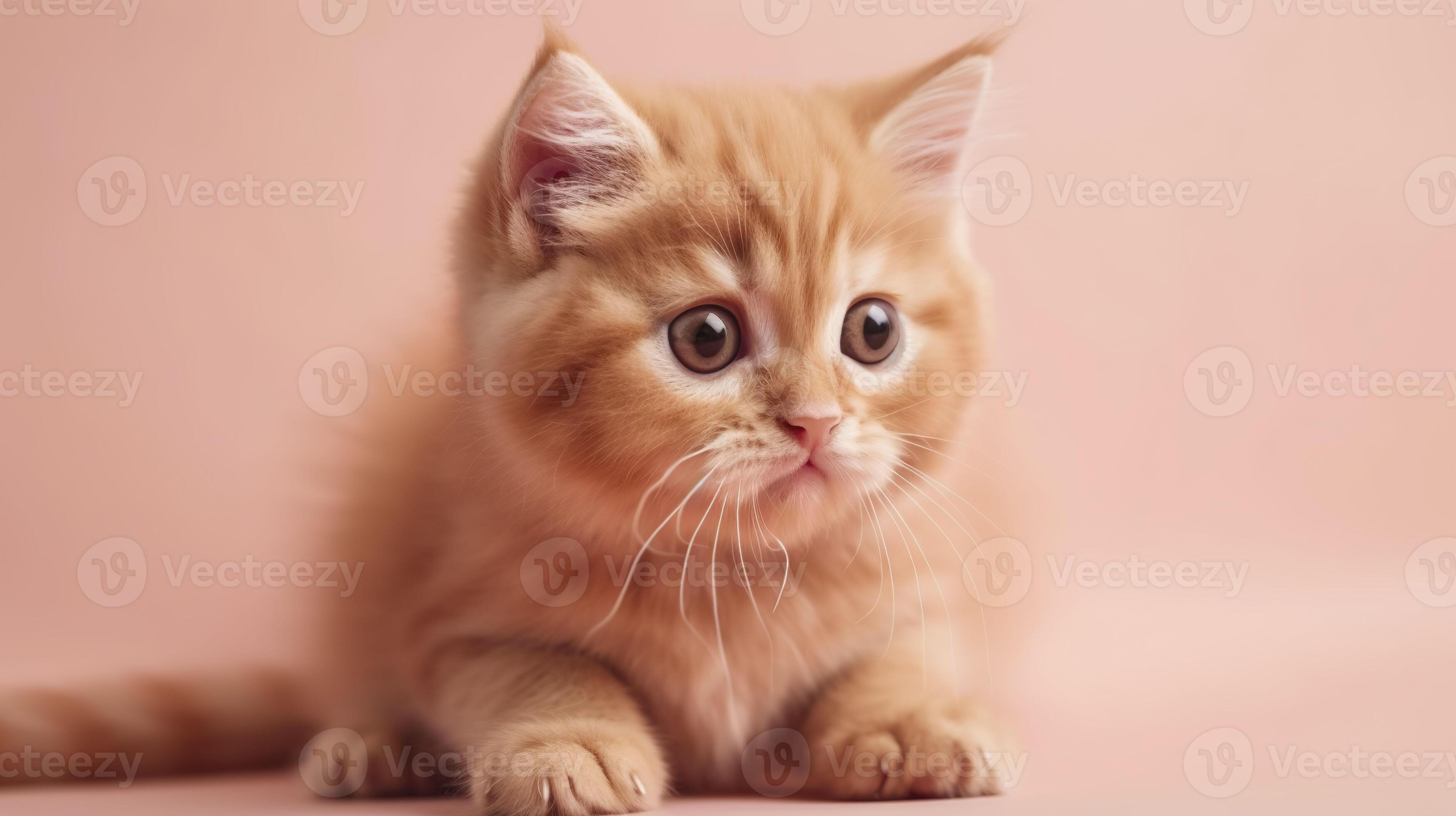 Cute red kitten. . 22274606 Stock Photo at Vecteezy